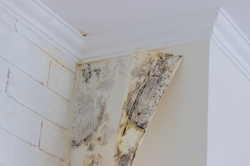 Basement Mold Remediation in Boca Raton, FL