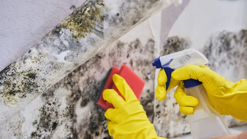 Black Mold Remediation in Fort Worth, TX