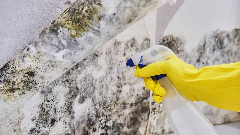 Black Mold Removal in West Palm Beach, FL
