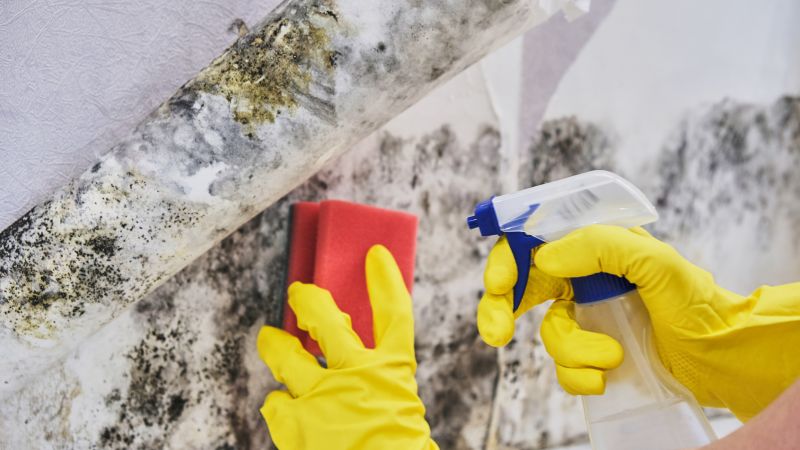 Crawl Space Mold Removal in Jupiter, FL
