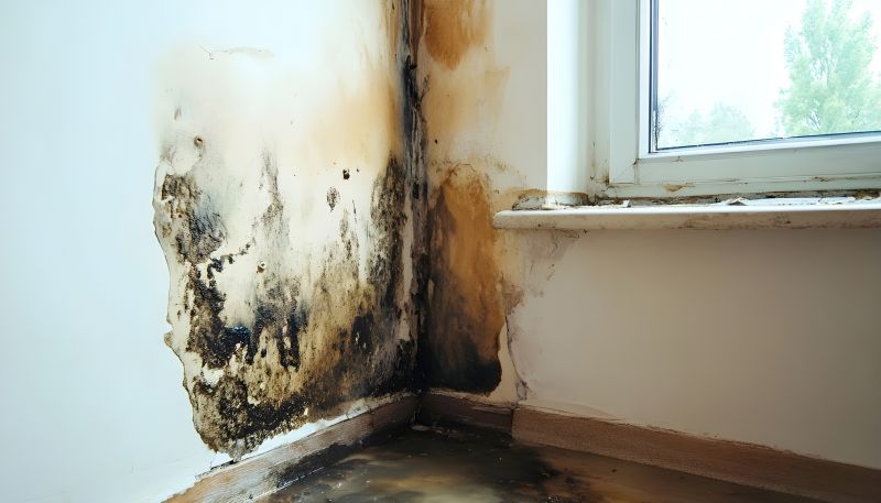 Garage Mold Remediation in Fort Lauderdale, FL