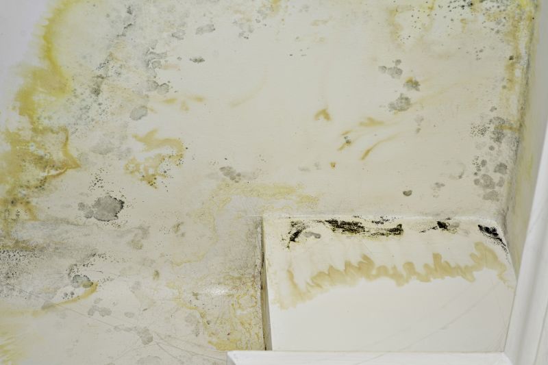 Mold Cleanup Service in Essex County, NJ