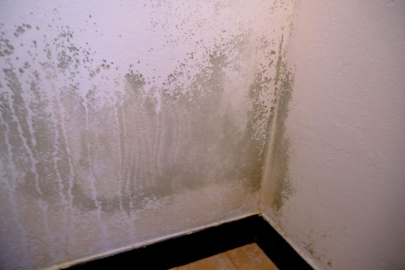 Mold Mitigation Service in Dallas, TX