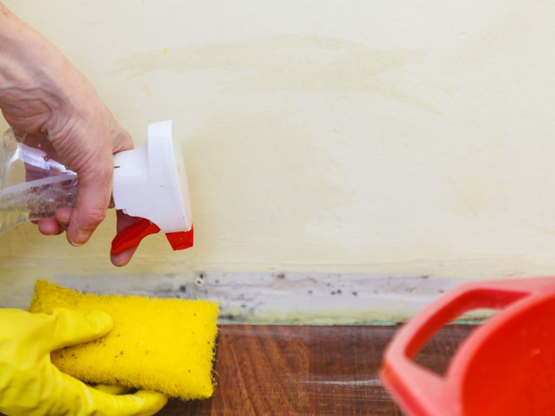 Mold Removal in Broward County, FL